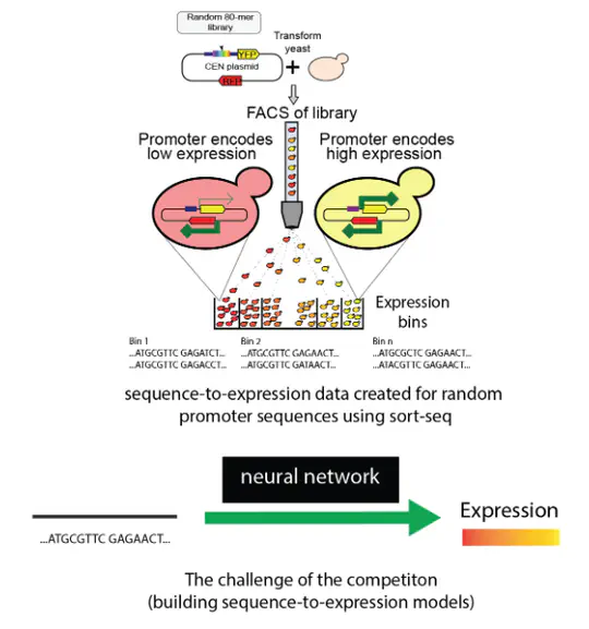 Dream Challenge: Predicting gene expression using millions of random promoter sequences